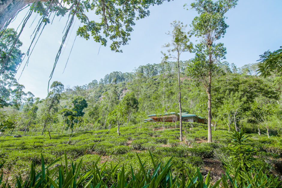Resplendent Ceylon Tea Trails