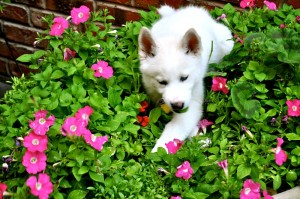 Husky Puppy