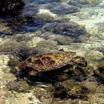 turtle