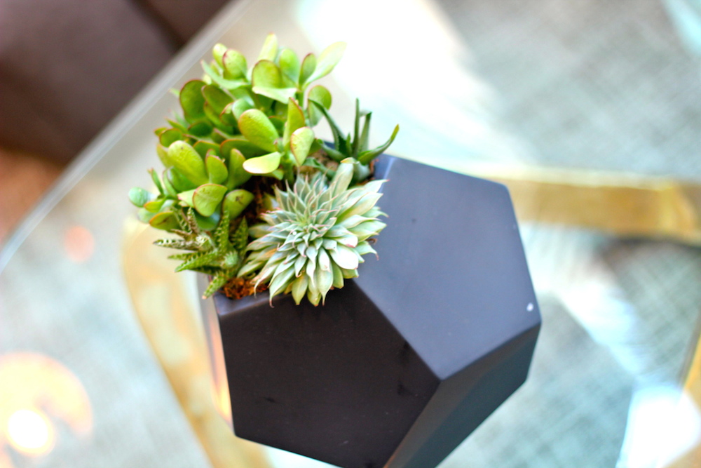 Succulent