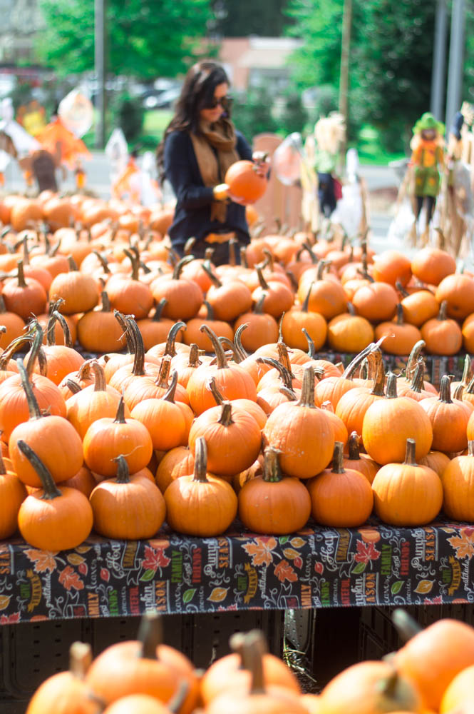 pumpkin patch charlotte