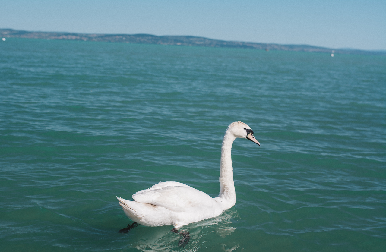 Mala Garden Lake Balaton (11 of 23)