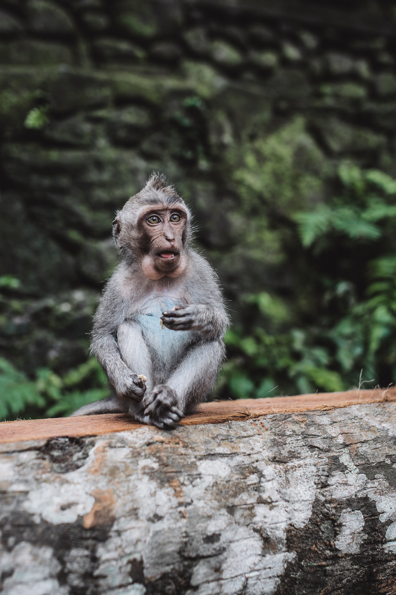 What to know about Sacred Monkey Forest Ubud
