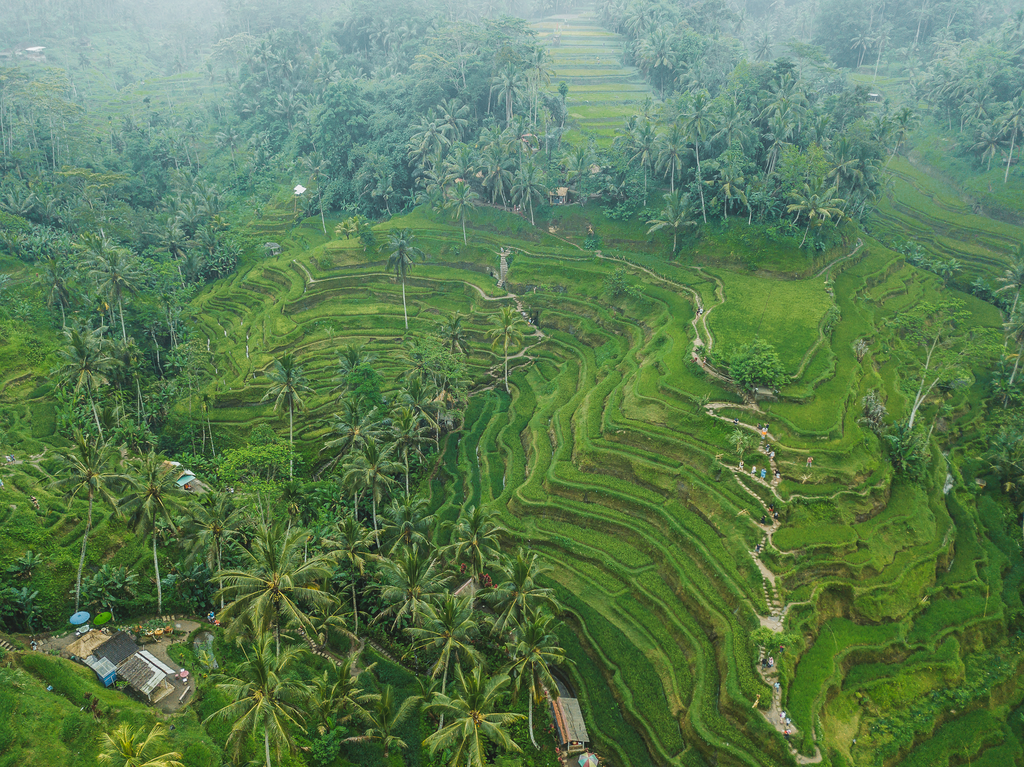  EXPLORE BALI Ubud Travel Guide The Perennial Style