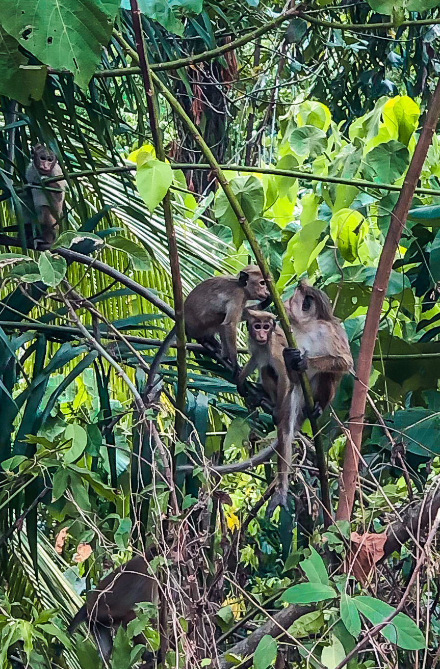 Wallawwa Sri Lanka