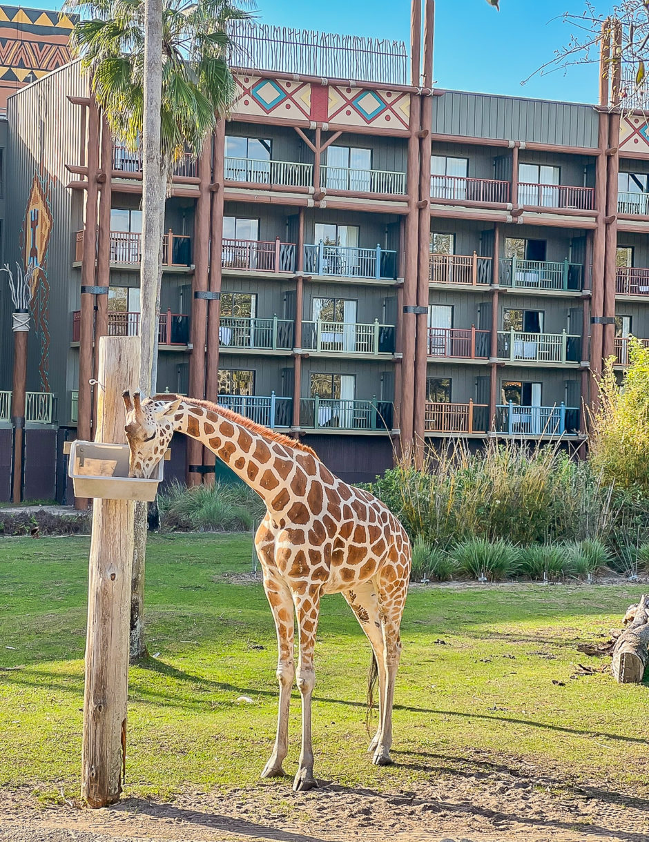 Disney world giraffe
