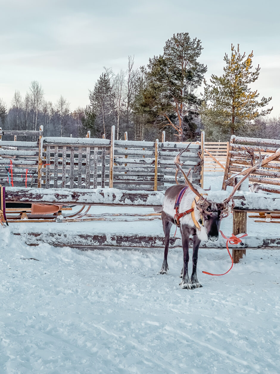 Apukka Resort Rovaniemi